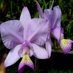 Caulocattleya Millie Bridgewater Flowering Size